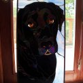 Black Labrador