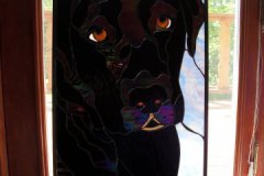 Black Labrador